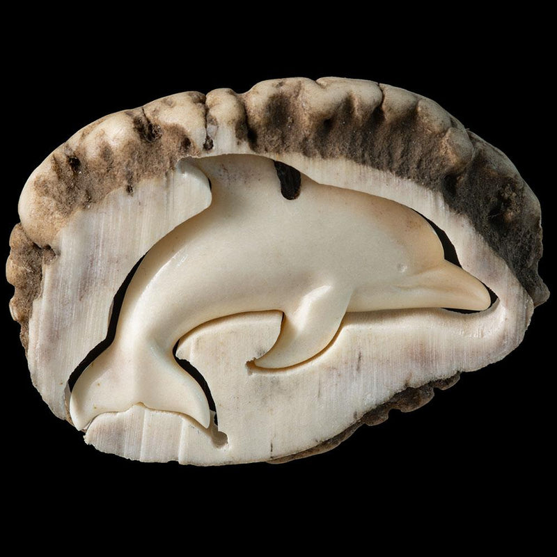 Deer Antler Dolphin plus Display Base